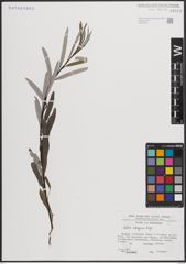Foto von Salix eleagnos Scop.